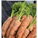 (주)제일팜 이미지