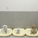 월월애견펜션 이미지