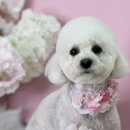 멍멍 애견미용 이미지