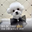 댕포유 이미지