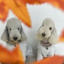 가치있개 반려견 유치원 이미지