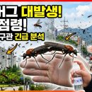 러브버그 기피제 만들기: 감귤류와 계피를 활용한 친환경 차단법