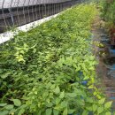 기풍농장 이미지