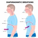 What is Diaphragmatic Breathing? 이미지