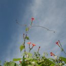 둥근잎유흥초와 애기나팔꽃 이미지