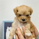 날 데려가주 개 이미지