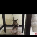 멍멍이와 야옹이 이미지