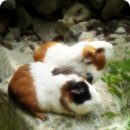 아다네일 이미지