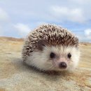 신세계동물의료센터 이미지