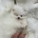 데일리독인천강아지분양