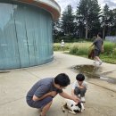 다정목장 | [가평 아이와 가볼만한곳] 가평 양떼목장 먹이주기 체험 및 썰매 후기 (꿀팁 포함) - 1편