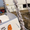 여수엑스포 맛집 여수 갓김치 고로케 카페 특산품 선물로 딱!