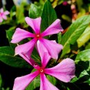 감천초교병설유치원 이미지