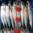 15일- 횟감 30미 병어, 민어, 자반고등어, 육젓, 국멸치, 오징어, 갈치젓갈 판매 목포먹갈치생선카페 이미지
