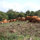 주동목장 이미지