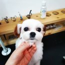 또오개 이미지