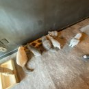 카페 캣츠 이미지