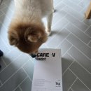 복덩이네 강아지 이미지