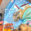 양촌애견 이미지