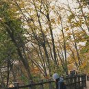 품에 고모리B 이미지