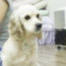 돼랑이 이미지