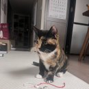 배고픈 모찌 이미지