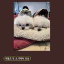 더왈츠앤조이피아 | 강남애견카페 더왈츠 앤 조이피아 강남 귀여운 강아지들과 음료 메뉴
