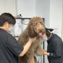 희망애견샵 이미지