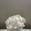 디어마이썸머 촬영부케 후기 / 유니크하고 트렌디한 부케 찾는다면 바로 여기 💐