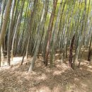 죽녹원로 이미지