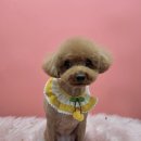 아임그루머 이미지