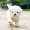 더독스 강아지분양 서울 이미지