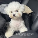 월드유치원 | 양산강아지유치원 댕댕월드｜견생 첫 유치원생활 1일차 (feat.미니비숑)