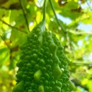 도사리 여주 꿀 농장 이미지