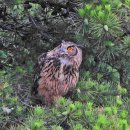 소나무둥지 이미지