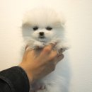 헤이독(HEY-DOG) 네이버블로그