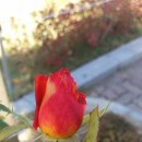 하니장 Daum카페