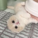 혜화역 고양이분양, 네발하우스 킬트 먼치킨 분양 후기