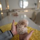 루루퍼피 이미지