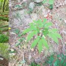 강림면351 이미지