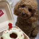 바르다펫 | 강아지 | 쿠팡강아지케이크 강아지생일케이크 바르다펫 구겔호프 생일케이크 내돈내산