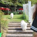 숲속애견랜드 이미지