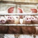 러시아, 중국에 돼지고기 공급 시작 이미지