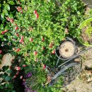 호산나 디오션 남해 이미지