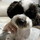 꽃빙천안 | 아빠랑 백두산 패키지 여행_북파코스