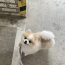 멍데이 | 대전 애견미용 올데이멍데이 2년 단골 후기 |용전동 강아지미용 여기만 가는 이유 (ft.리얼후기)