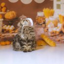 강아지와고양이 이미지