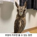 부엉이PC방 이미지