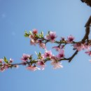 복사꽃피는마을 이미지