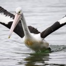 물고기자리 이미지